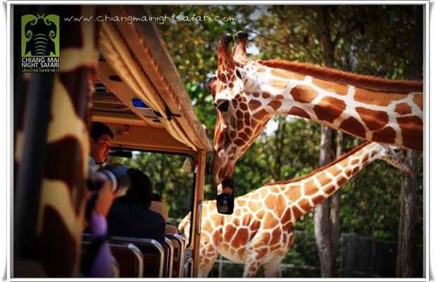 ナイトサファリ到着